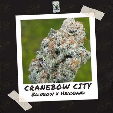 Zainbow strain MAC, also known as “Miracle Alien Cookies,” is an evenly balanced hybrid strain (50% indica/50% sativa) created through crossing the infamous Alien Cookies X (Colombian X Starfighter) strains